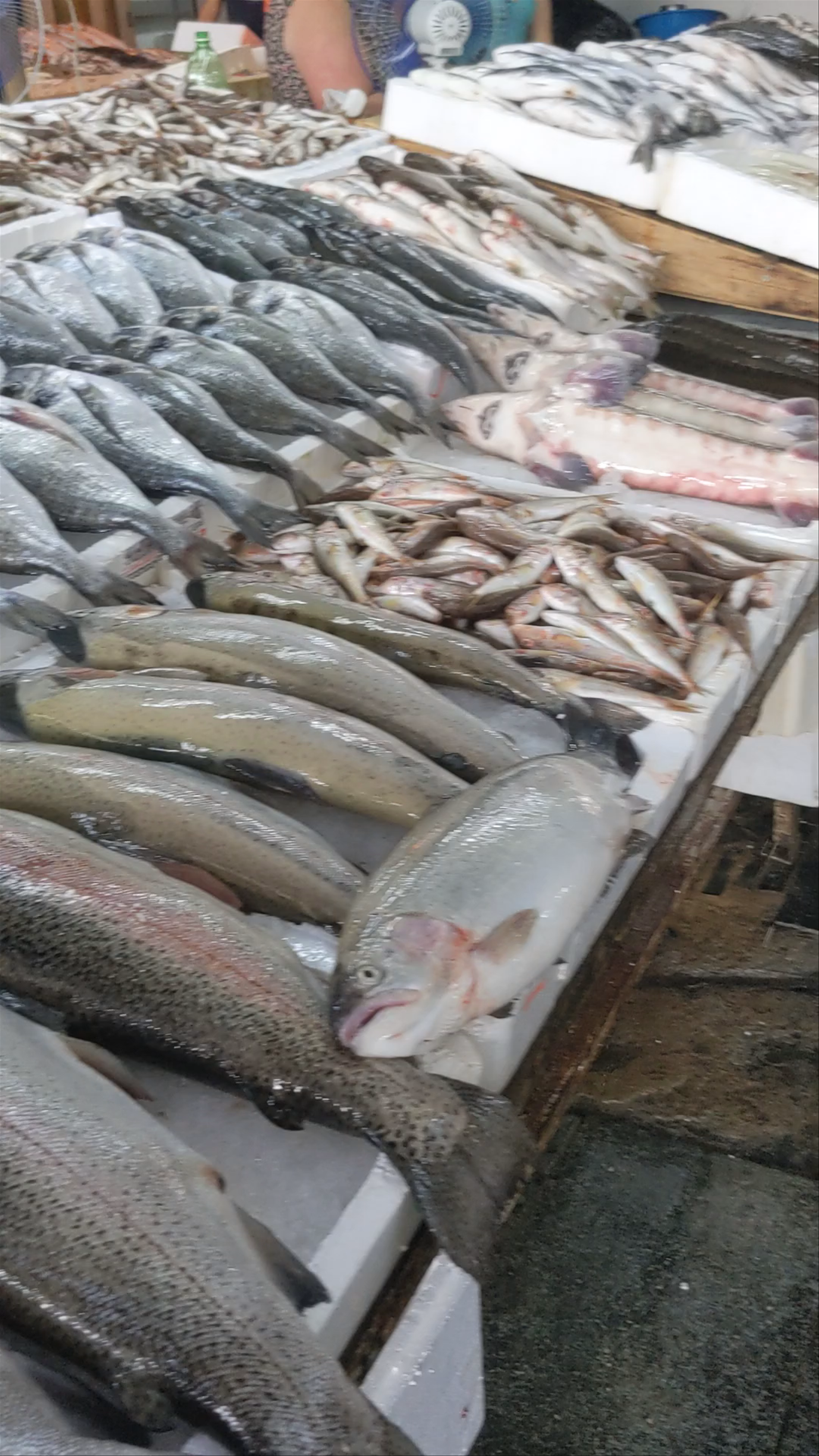 Fish Market
