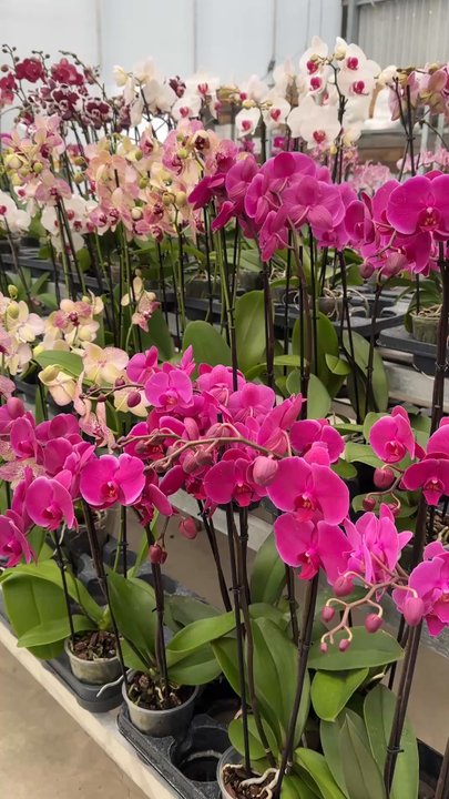 Westerlay Orchids - Nurseries & Gardening Near Me - Carpinteria, California