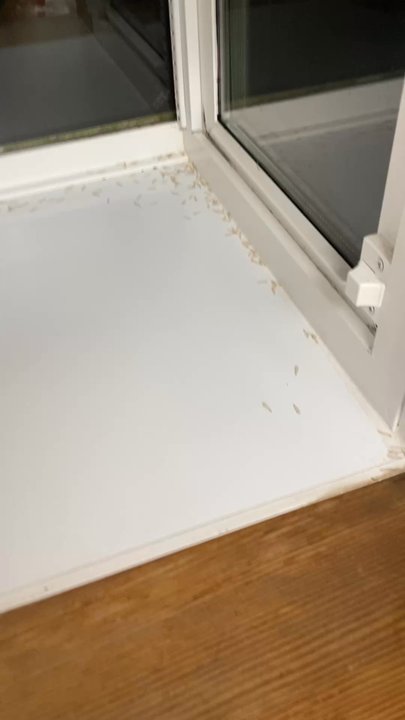 The Fuller Cleaning - Lots of insect wings not cleaned up. - Home Cleaning Near Me