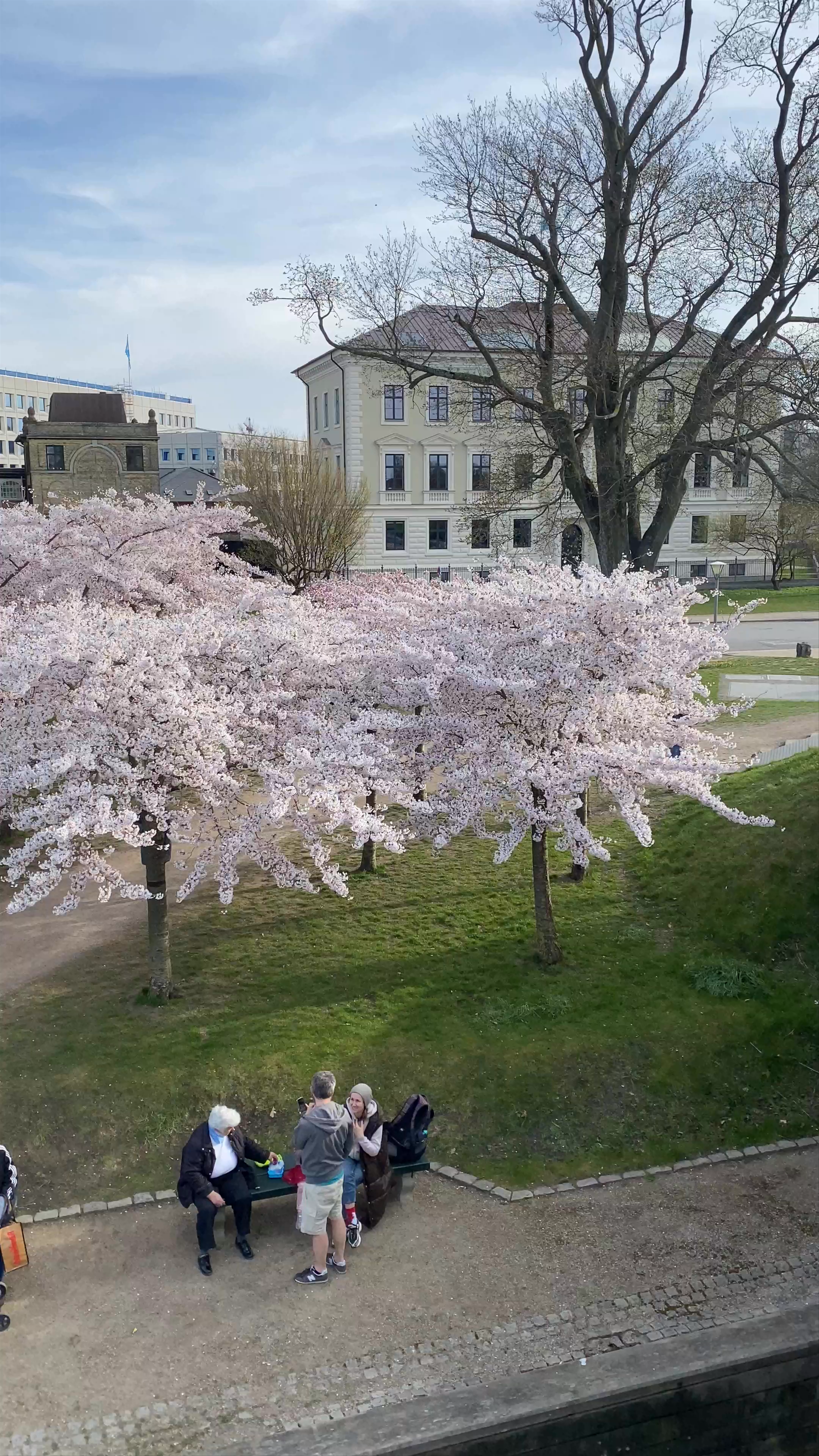 Springtime Serenity at Gefionspringvandet, Copenhagen