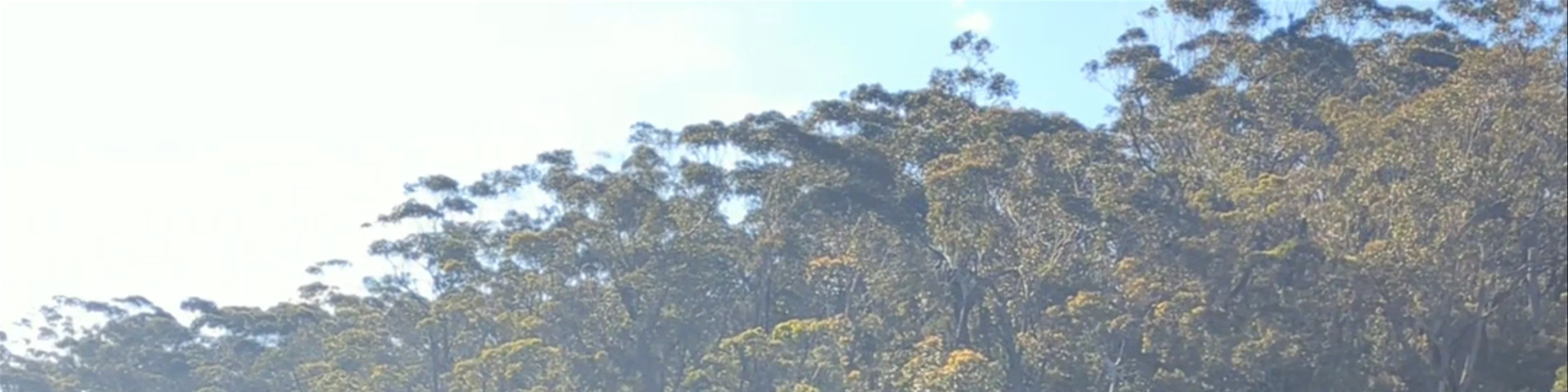 Carrington Falls
