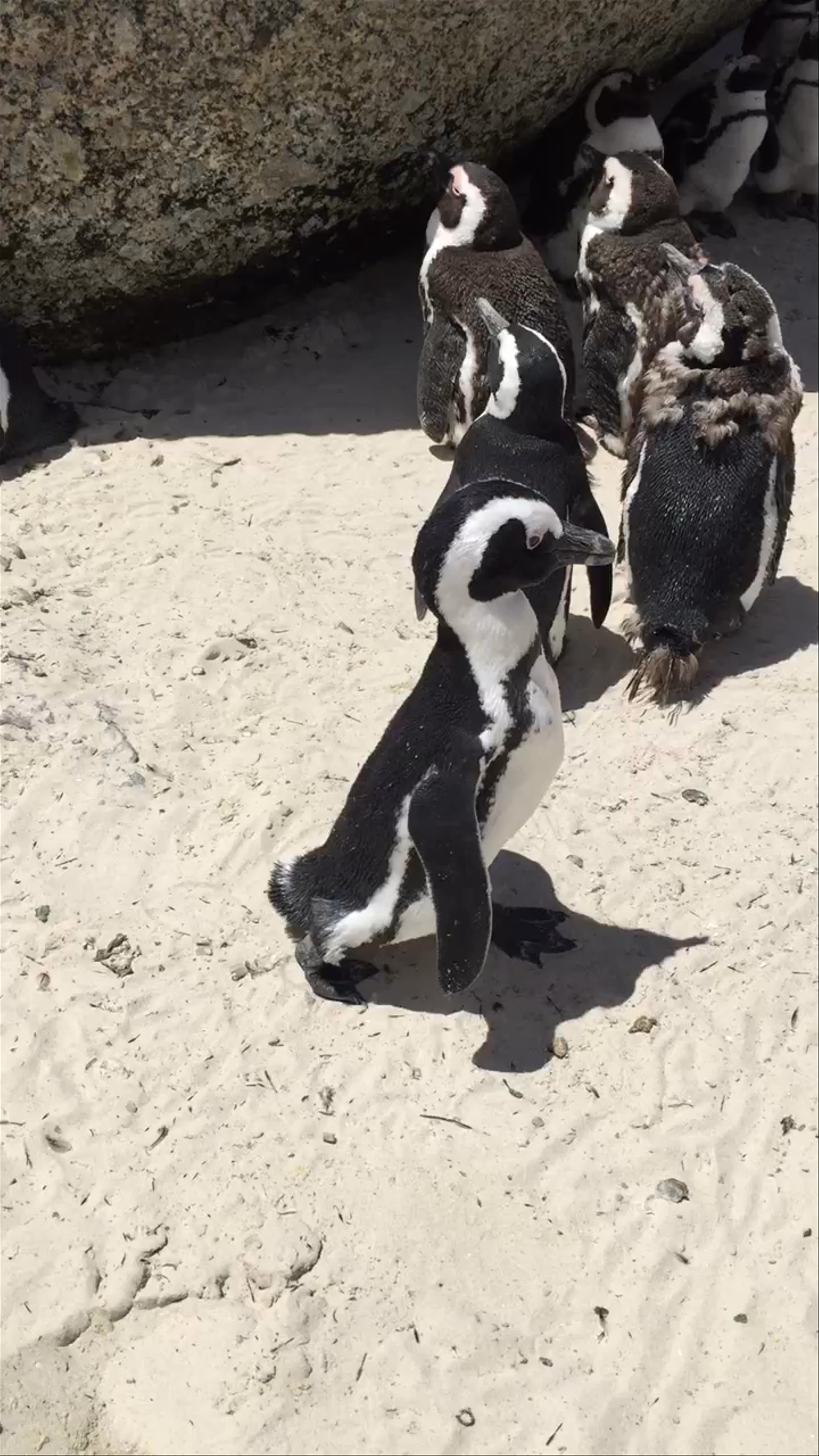 Boulders Beach