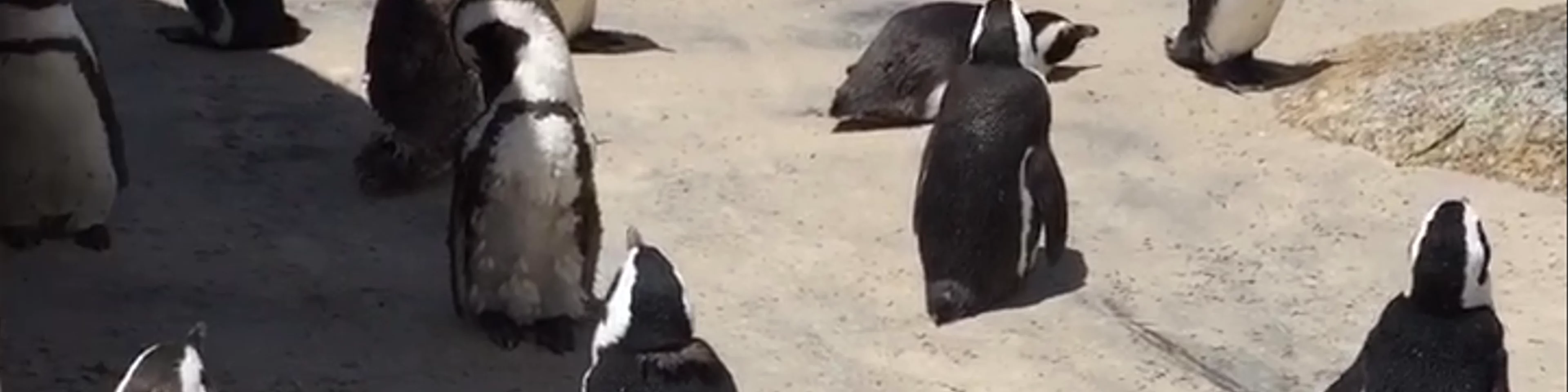 Boulders Beach