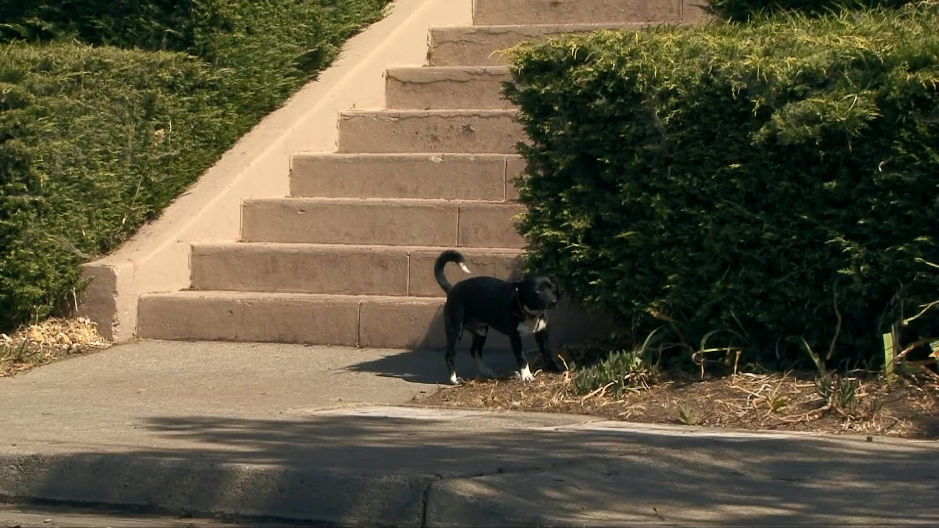 A dog wearing a collar trots along a suburban street before approaching a house and waiting behind a metal gate.
