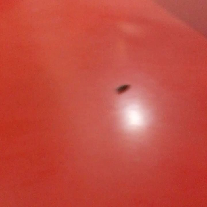 Fresh Freeze Drive-In - My friend saw this roach on the counter next to the register - Burgers Near Me - Eureka, California