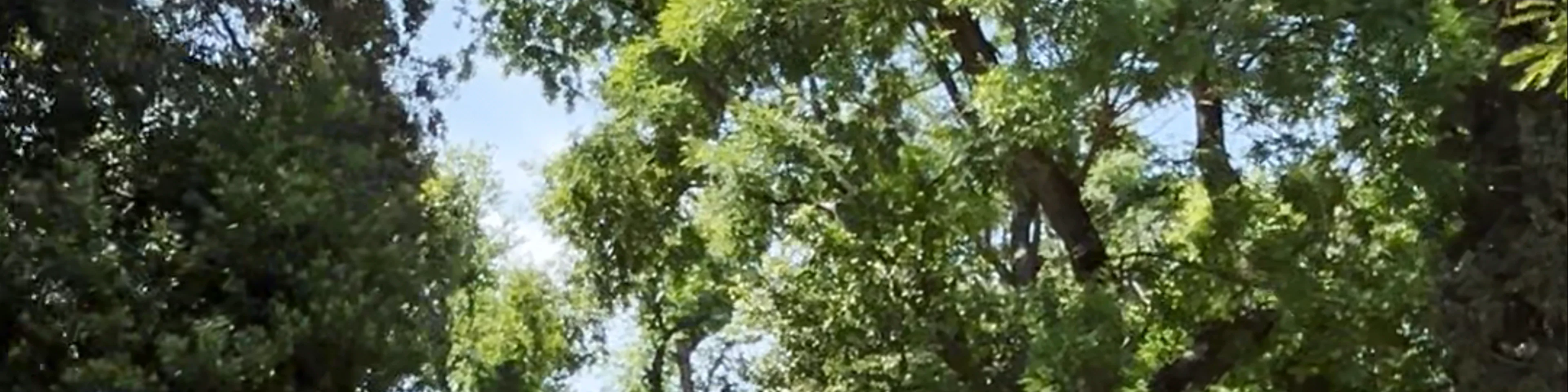 Jardín Nacional de Atenas