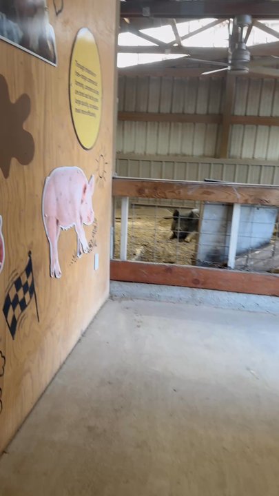 Thanksgiving Point - Pig pen in Curiosity Farm - Performing Arts Near Me - Lehi, Utah