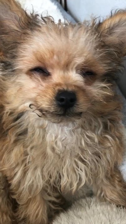 Evening Pet Clinic - Pup was taken in in this condition, he had just started being sick and is back to normal now. - Veterinarians Near Me - Long Beach, California