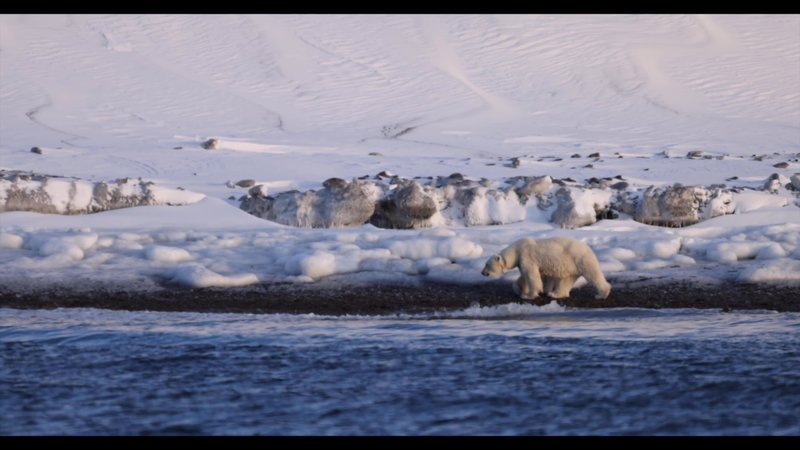 Polar Bear poster