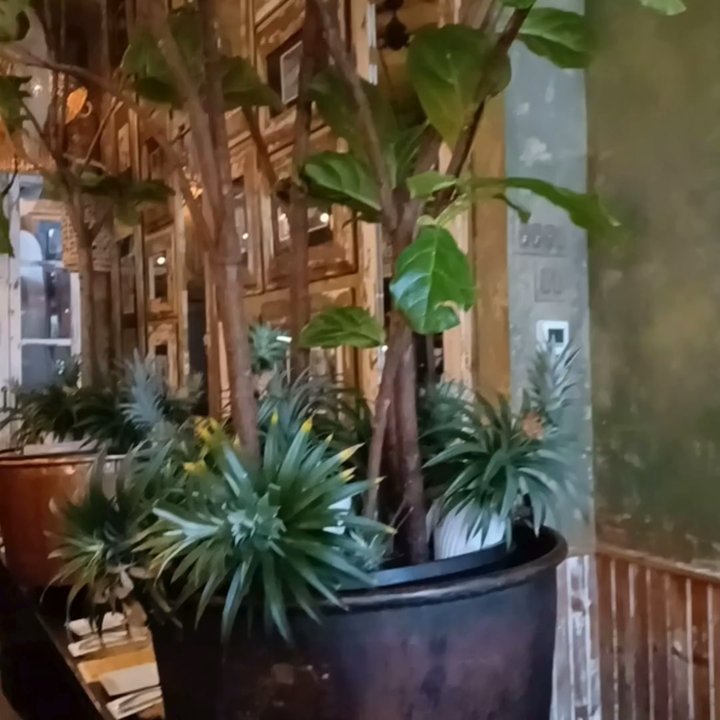 Samba Montclair - Brazilian Near Me - Montclair, New Jersey