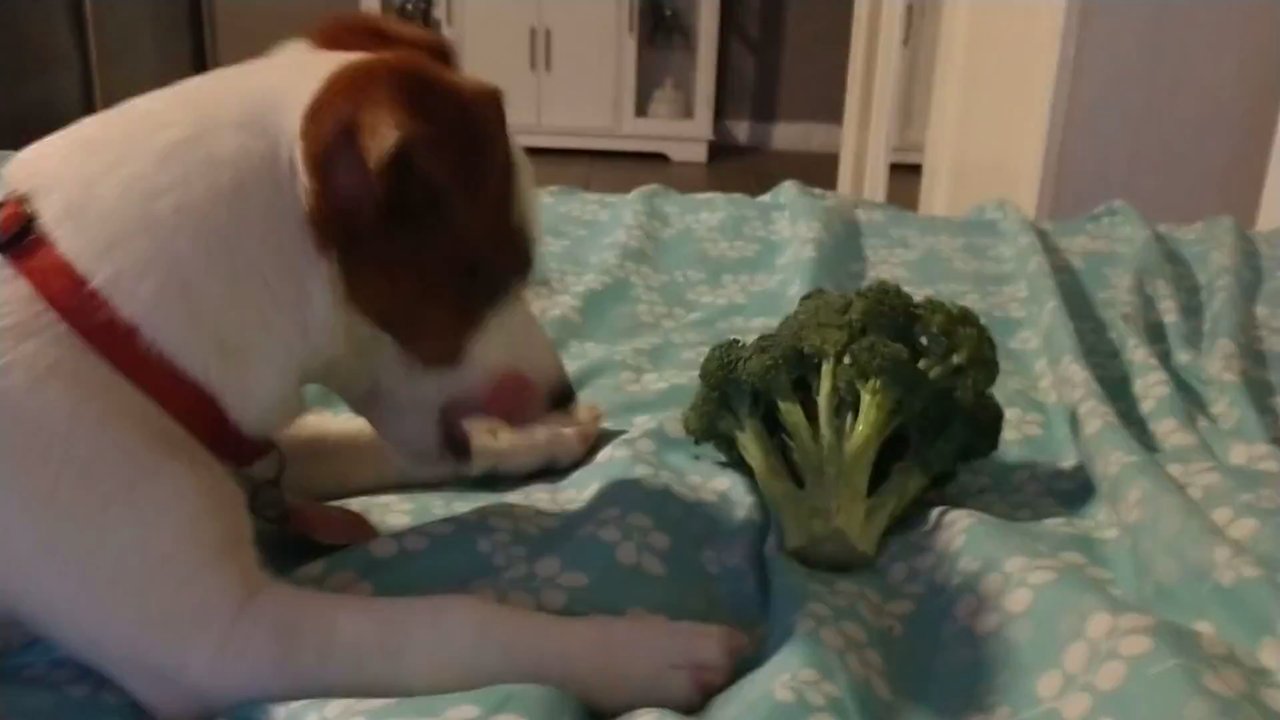 Erin Brink - Pet Groomers Near Me - Tucson, Arizona
