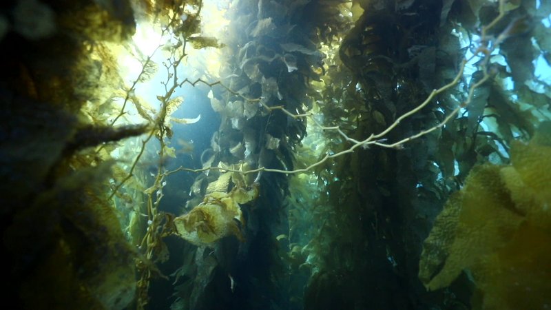 Kelp Forest, California poster