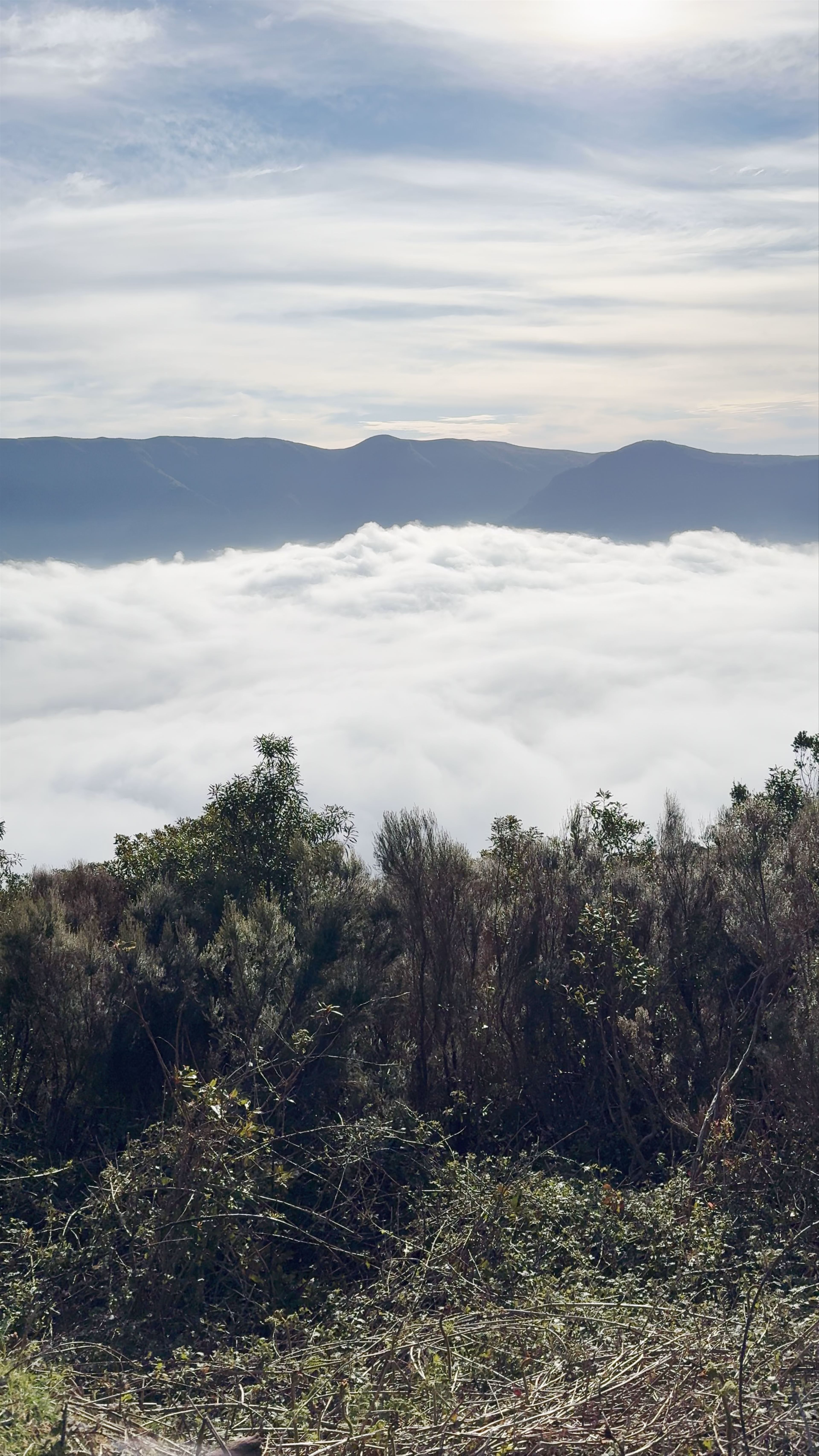 Miradouro do Fanal-Chão da Ribeira: A Magical Cloud Sea in Madeira, Portugal