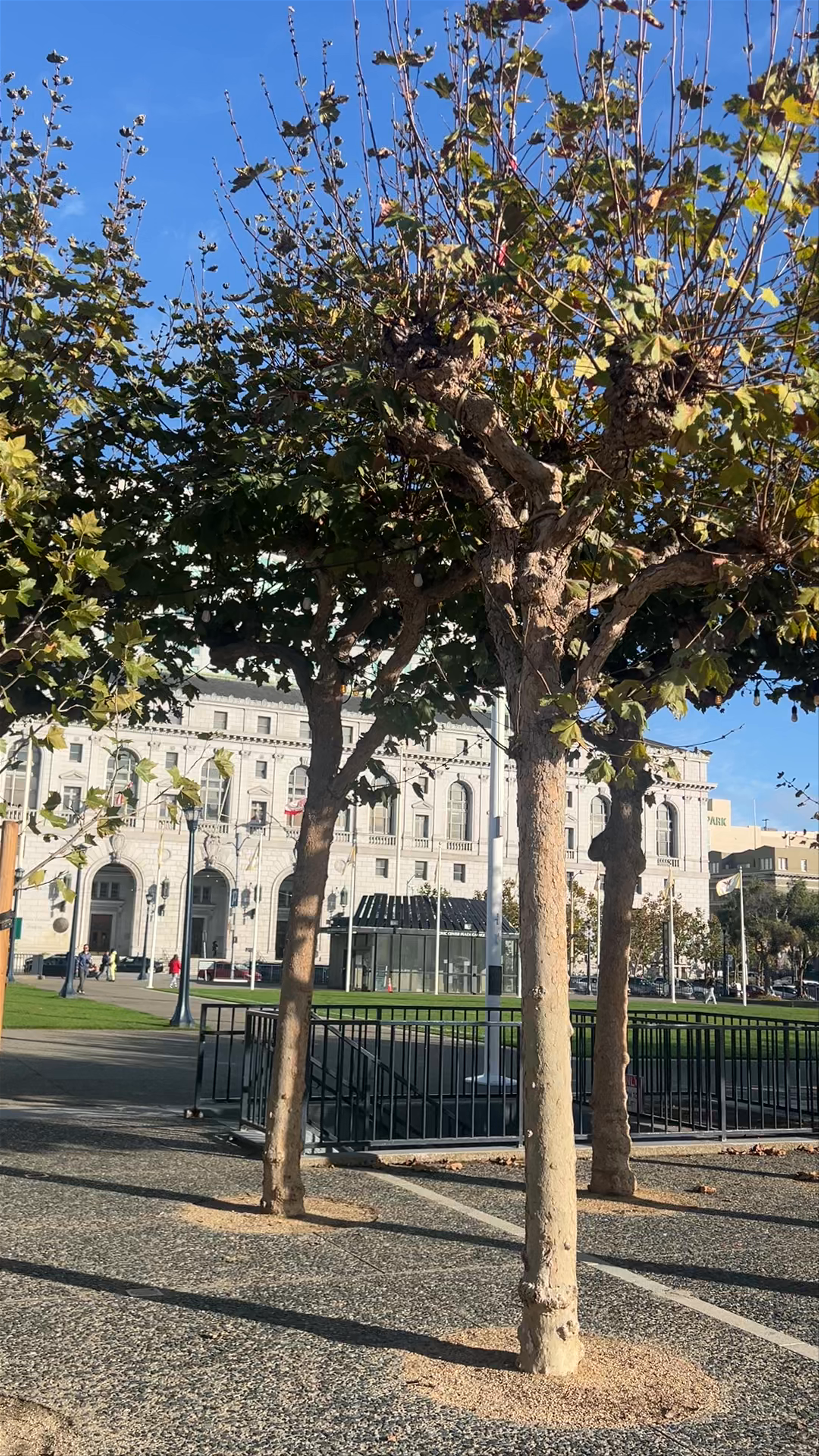 Golden Autumn Walk at Civic Center Plaza, San Francisco