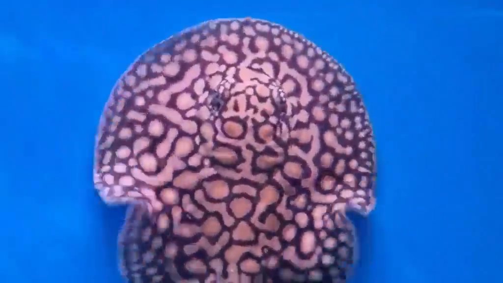 Discus