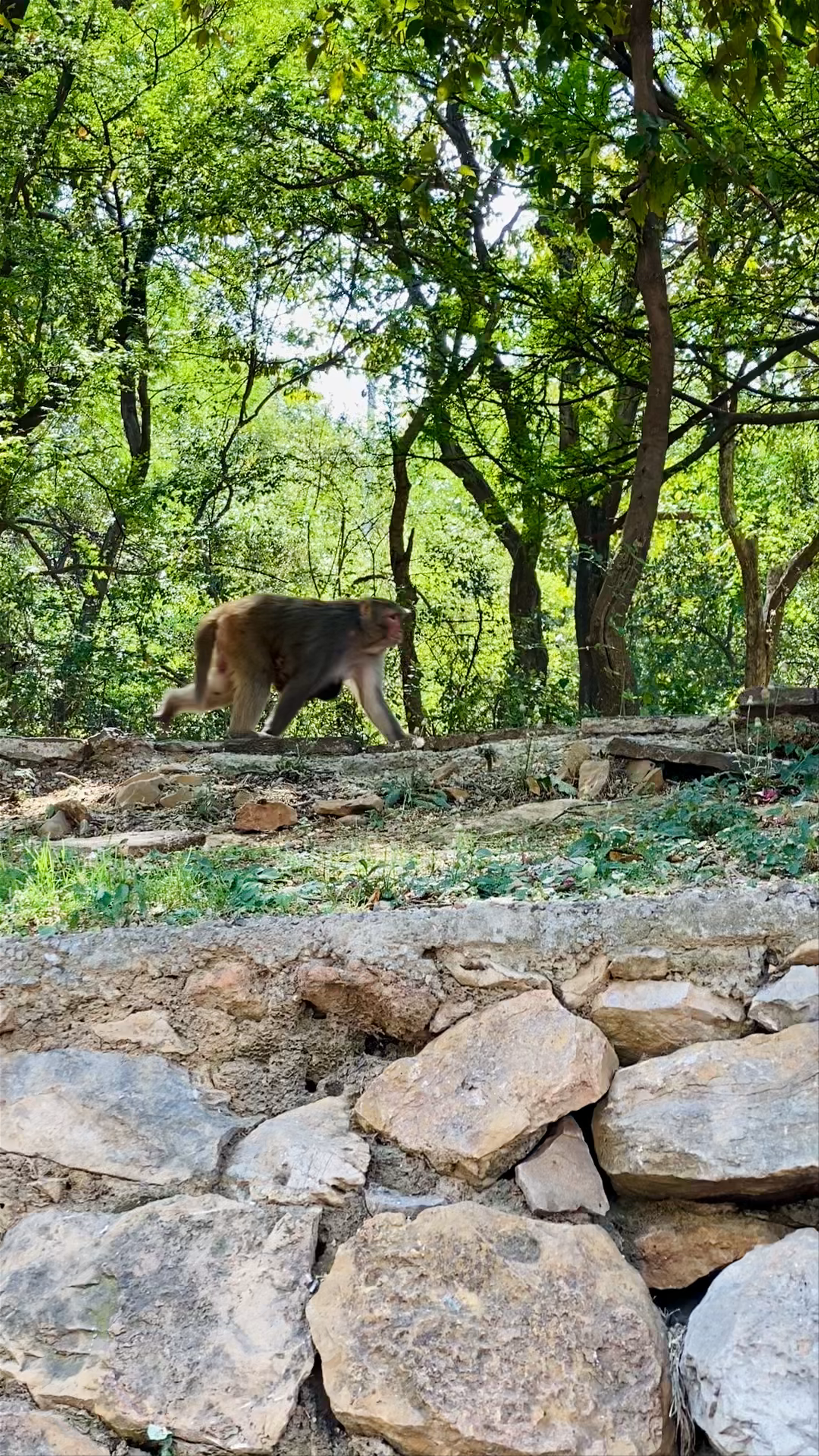 Wild Monkeys at Daman-e-Koh, Islamabad's Green Sanctuary
