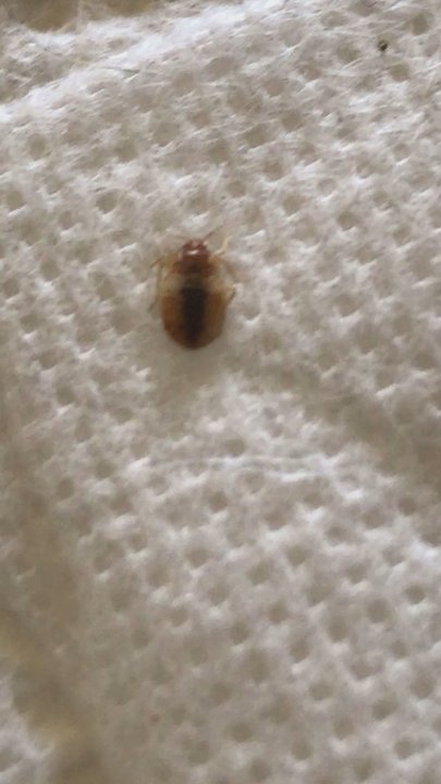 Dynamic Pest Solutions - Pest Control Near Me