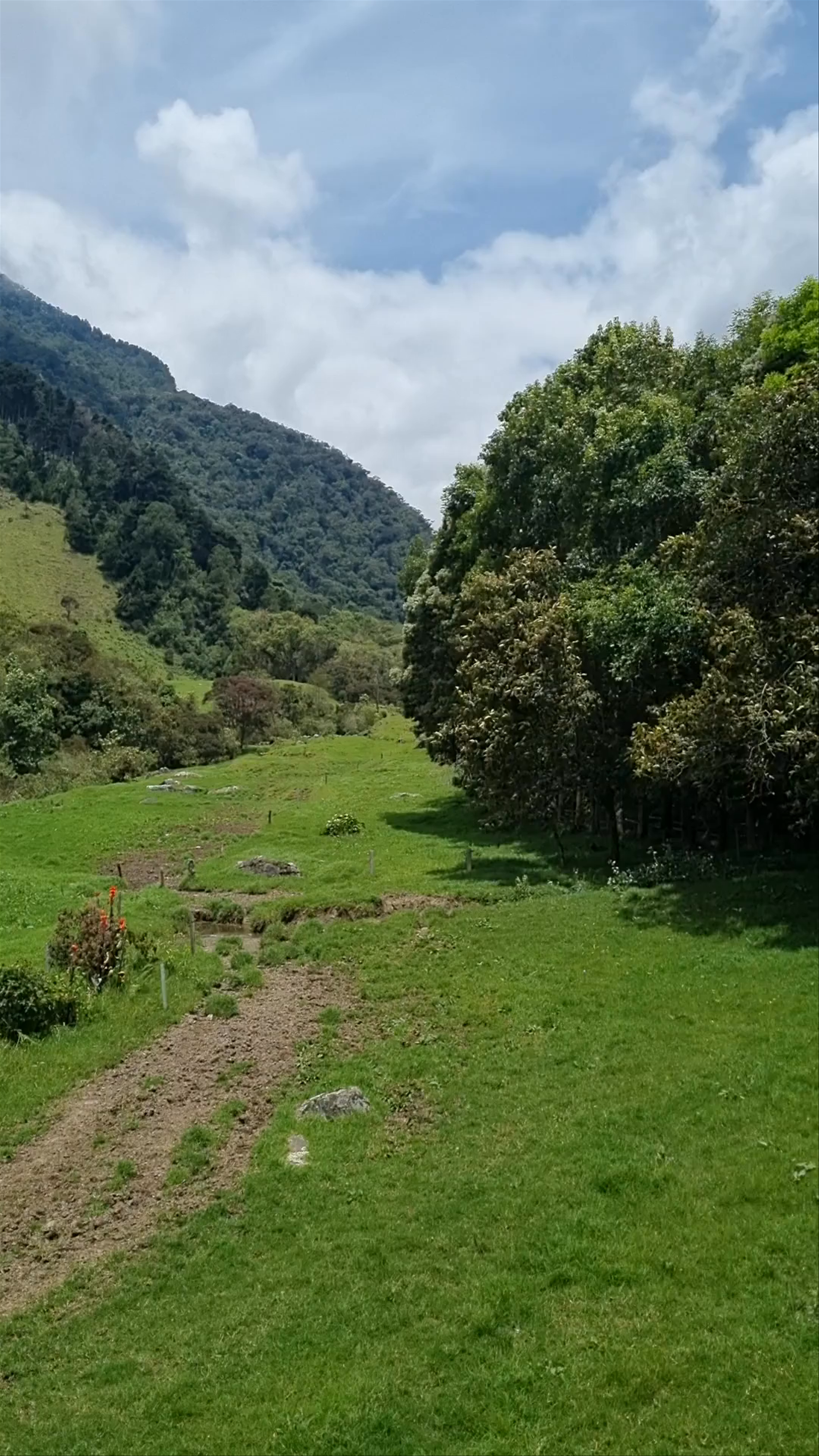 Cocora Valley Trail