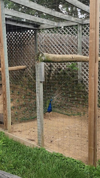 Luray Zoo - Look at him flirting. Really something to see! - Zoos Near Me - Luray, Virginia