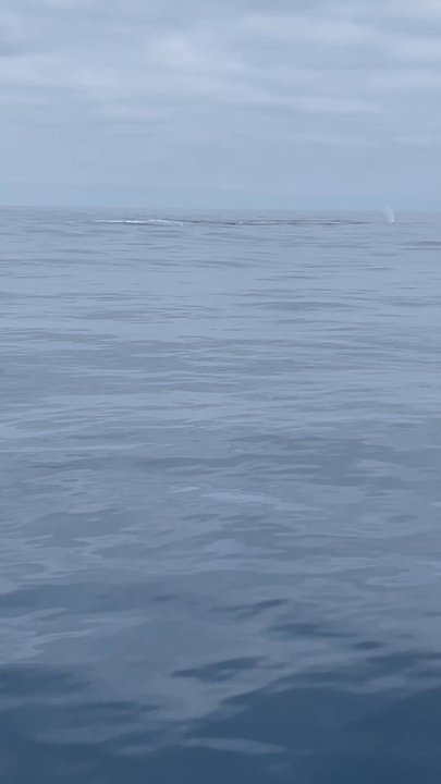 Boundless Boat Charters - Epic whale season! - Boat Charters Near Me - San Diego, California