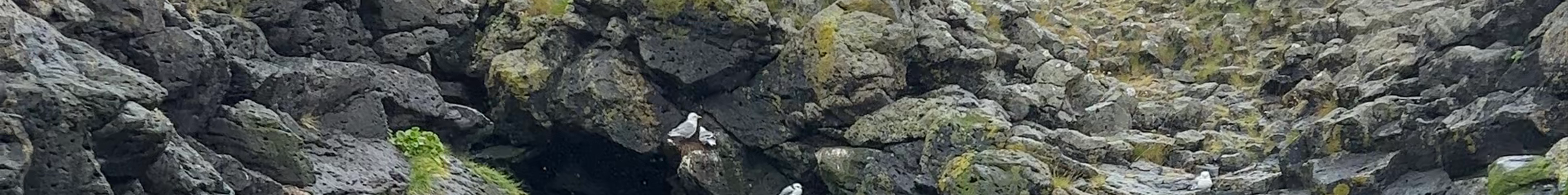 Tours & experiences in Stykkishólmur