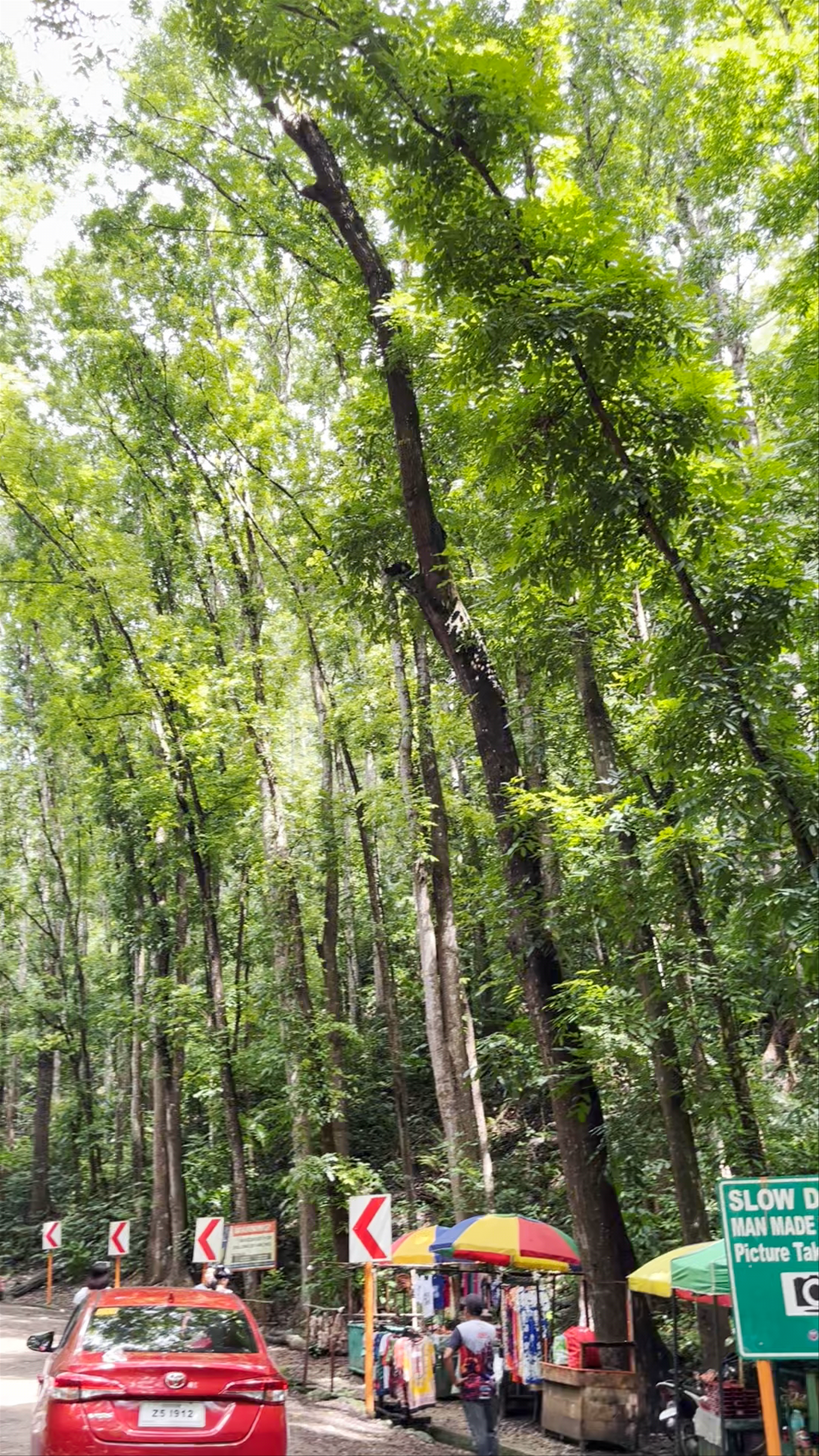 Bilar Man-Made Forest