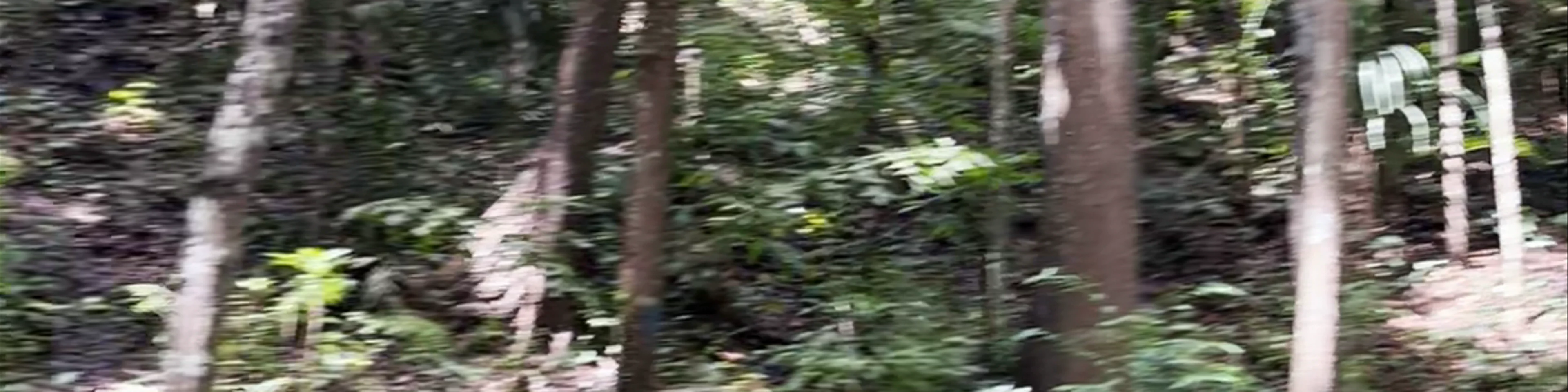 Bilar Man-Made Forest