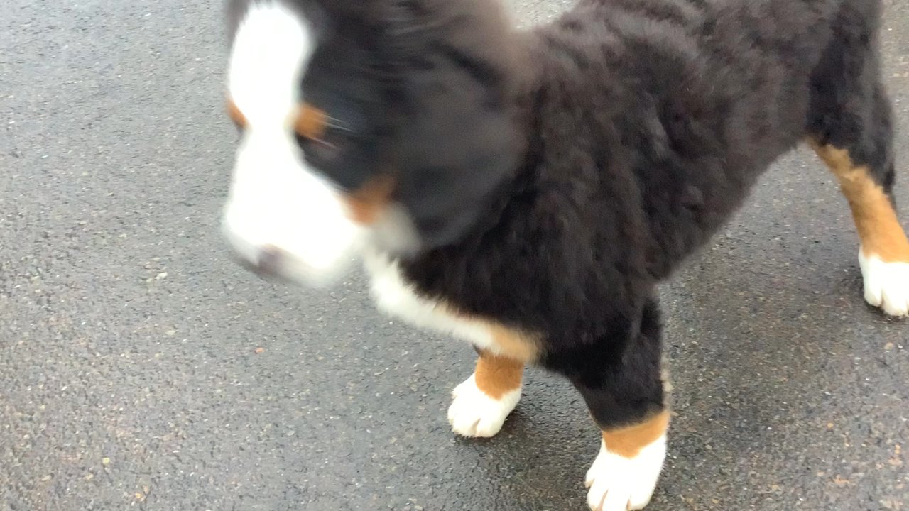 Verizon - A puppy I saw in Oregon. - Mobile Phones Near Me - Roseburg, Oregon