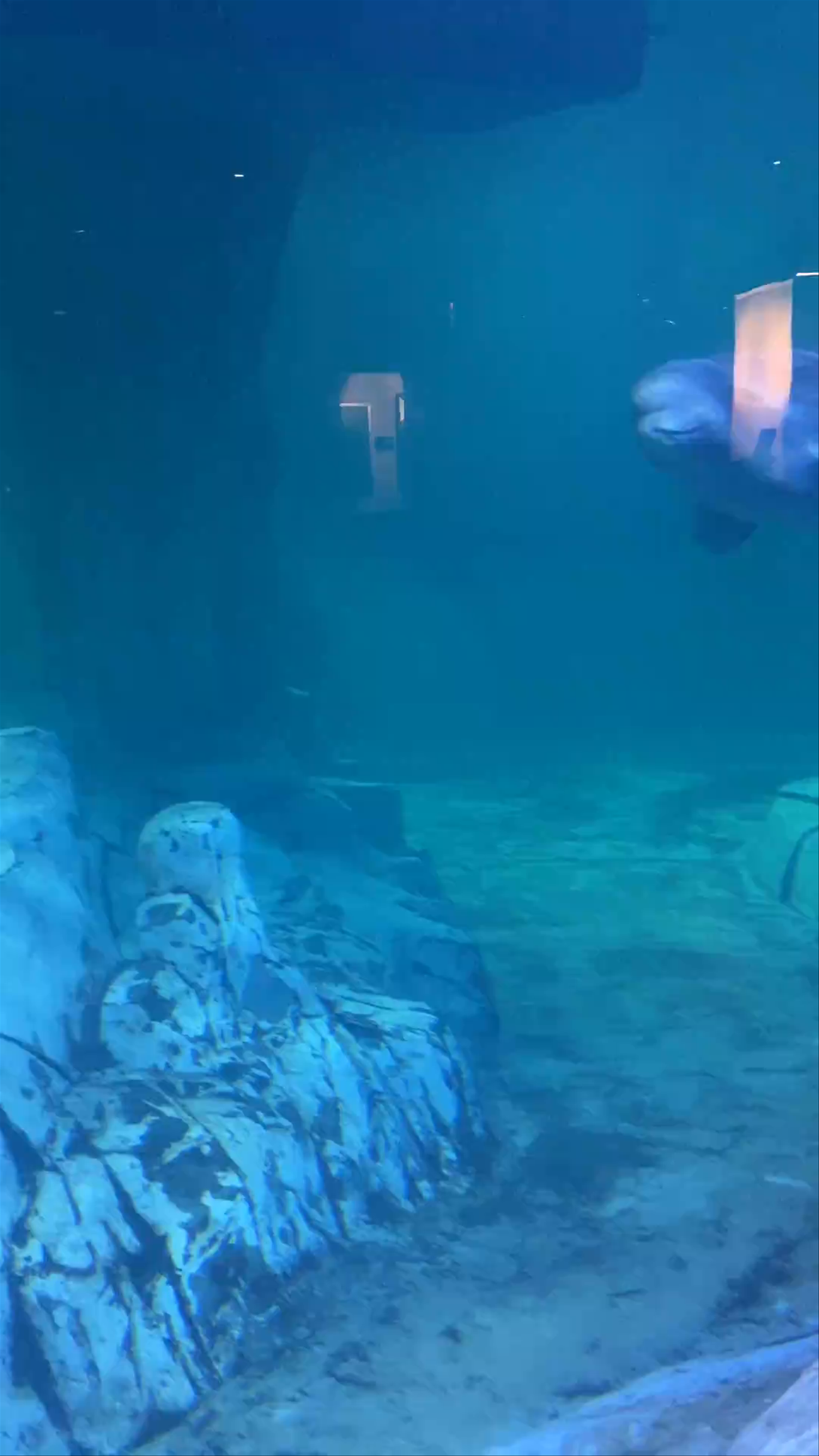 L'Oceanogràfic