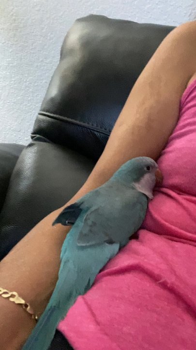 The Aviary - Bird Shops Near Me - Goulds, Florida
