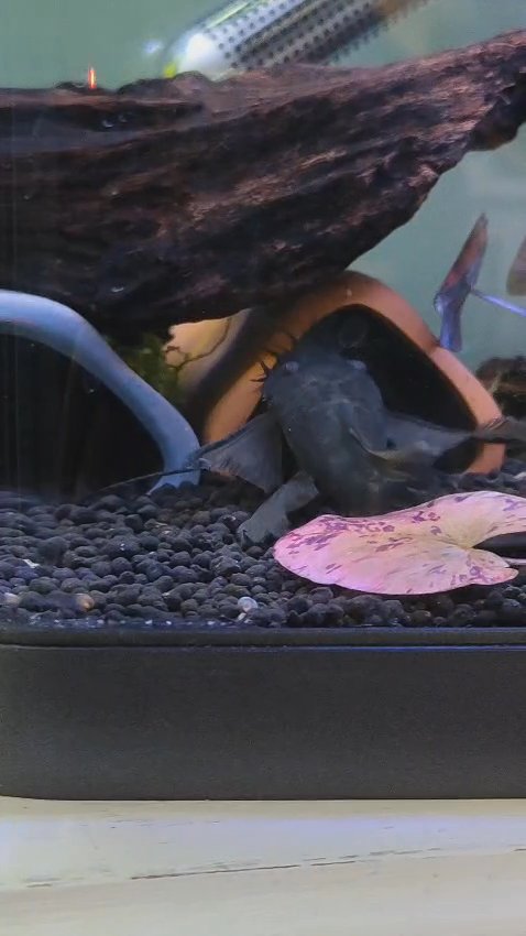 Long fin green dragon breeding pair