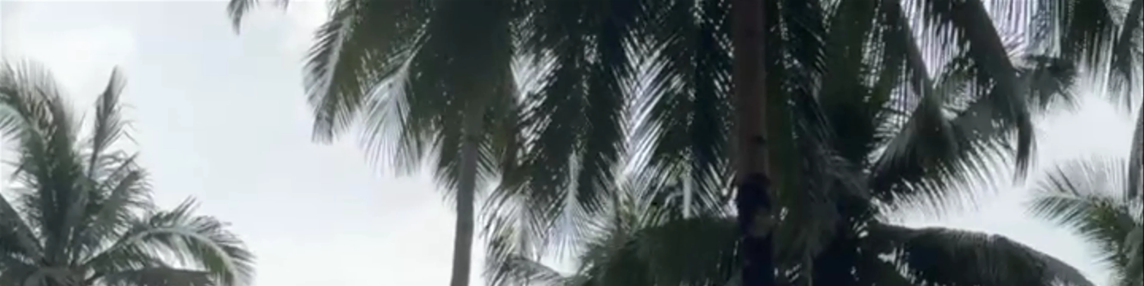 Coconut Beach
