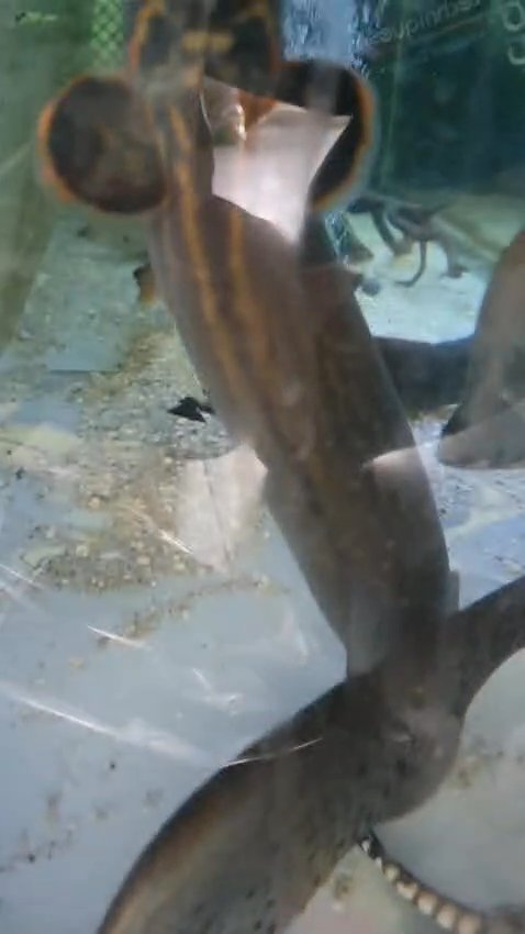 Fire eel