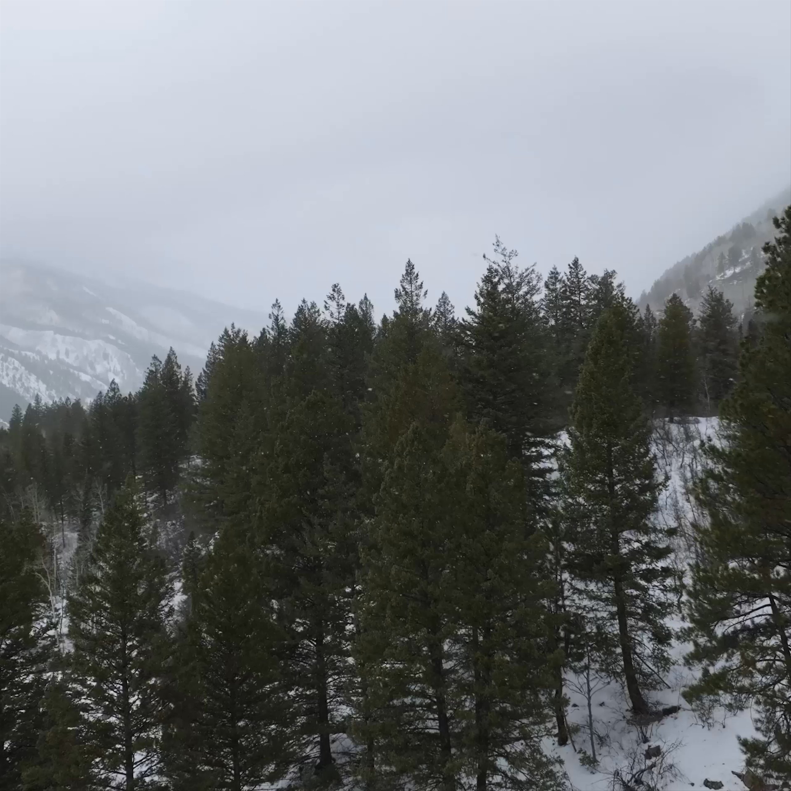 Aerial video moving over forest in Aspen with snowy mountains in the background