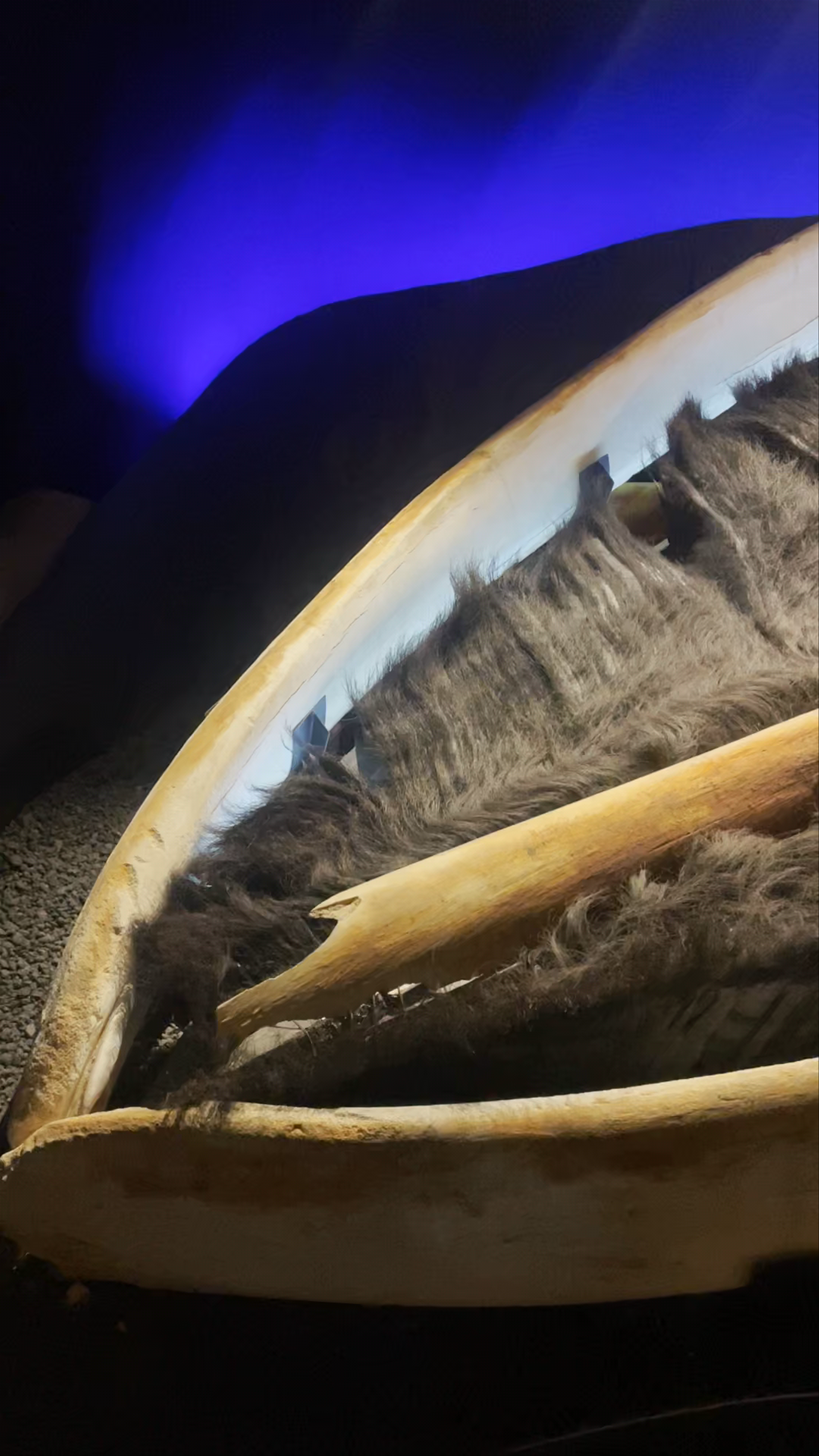 Húsavík Whale Museum