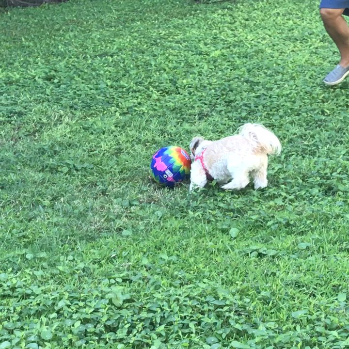 Knowles Park - Great green space for Mocha Coconut to play with his ball. - Parks Near Me - Delray Beach, Florida