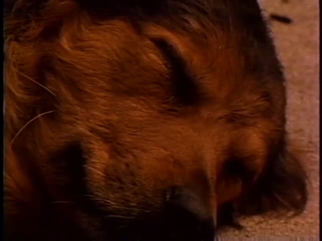 A brown dog rests peacefully in a dimly lit, vintage film setting. The sequence focuses on the animal's quiet state of sleep.