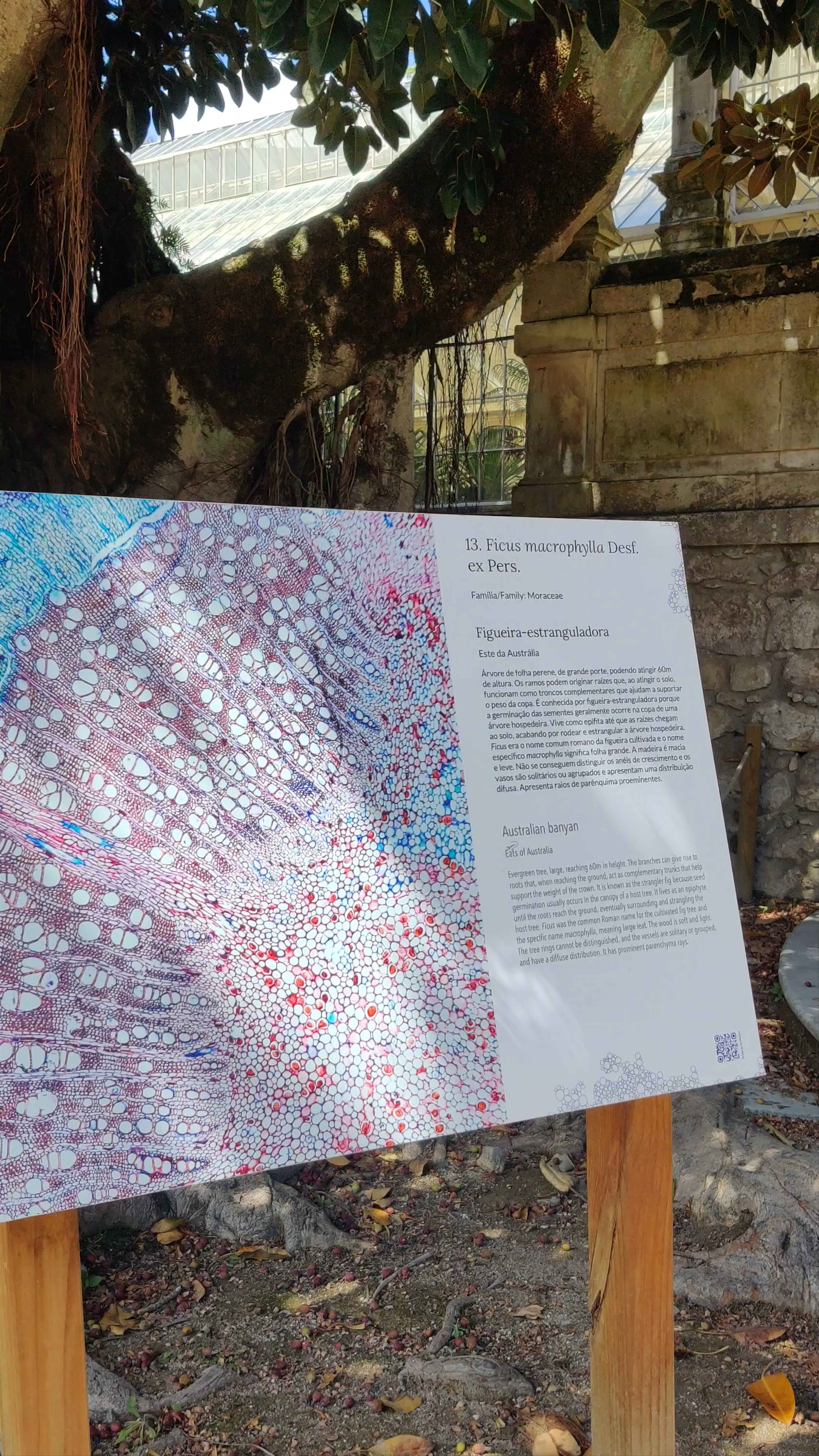 Mystical Australian Banyan at Jardim Botânico da Universidade de Coimbra