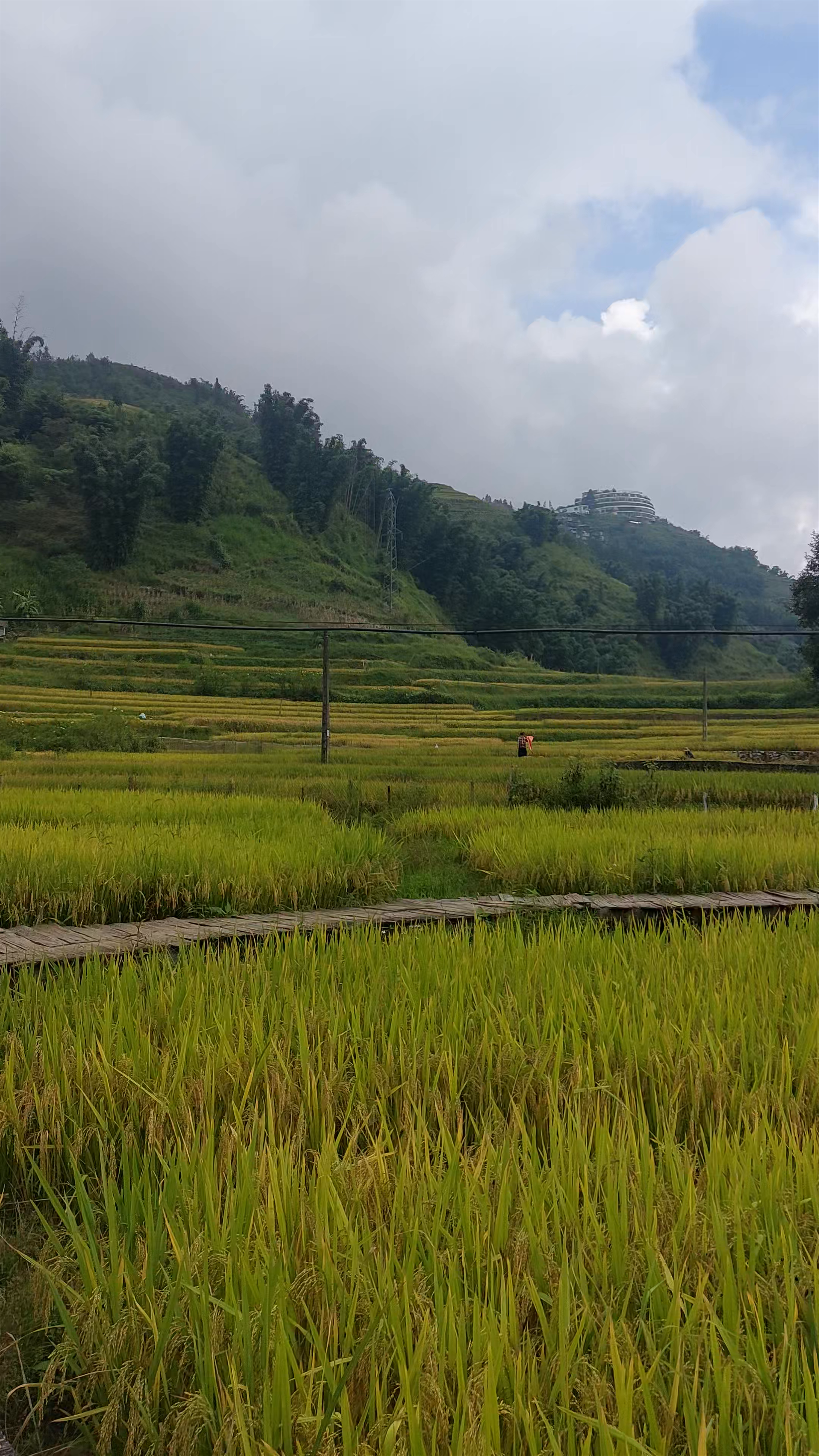 Terraced Rice Fields