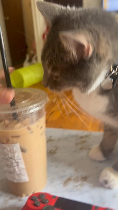 Bikeeny Caffe - Cat approved latte - Coffee & Tea Near Me - Malden, Massachusetts