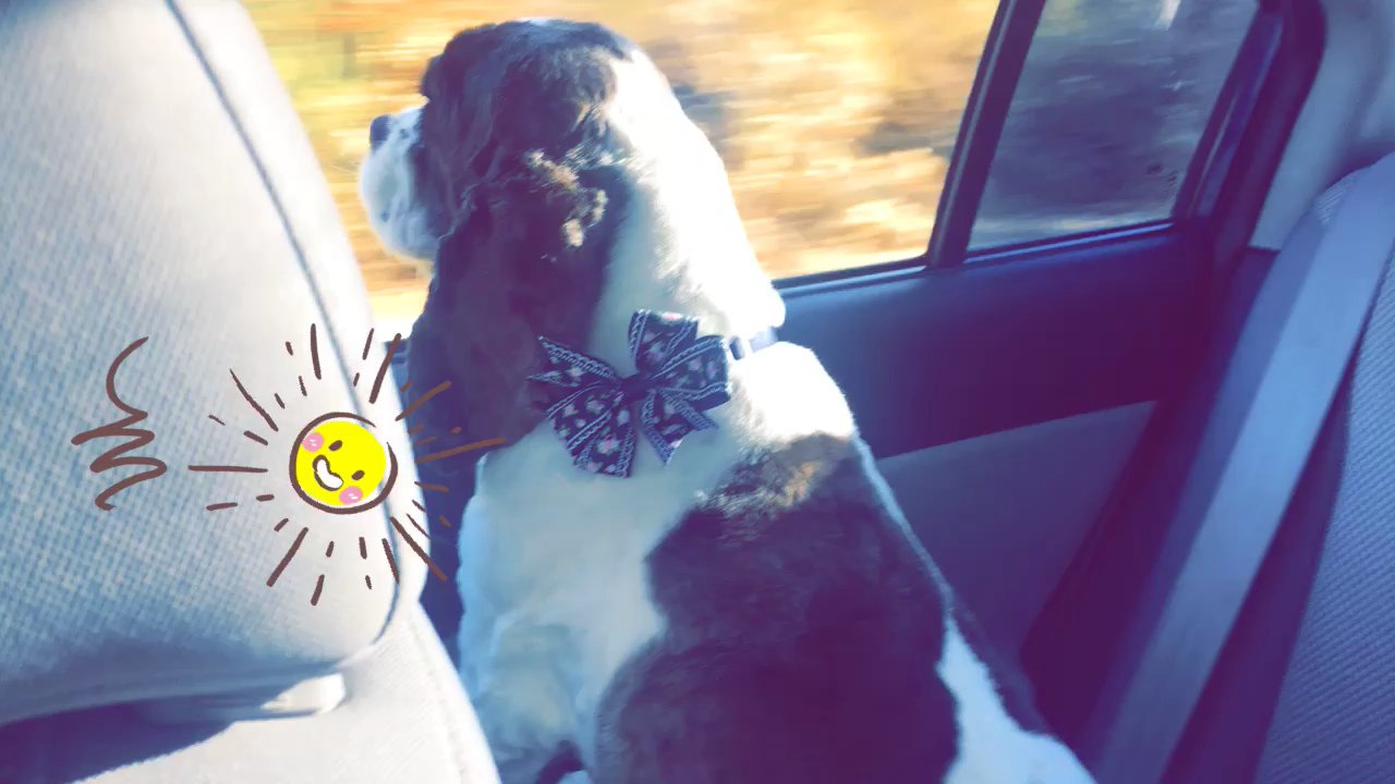 Barking Bubbles Spa - Pet Groomers Near Me - Diamond Bar , California