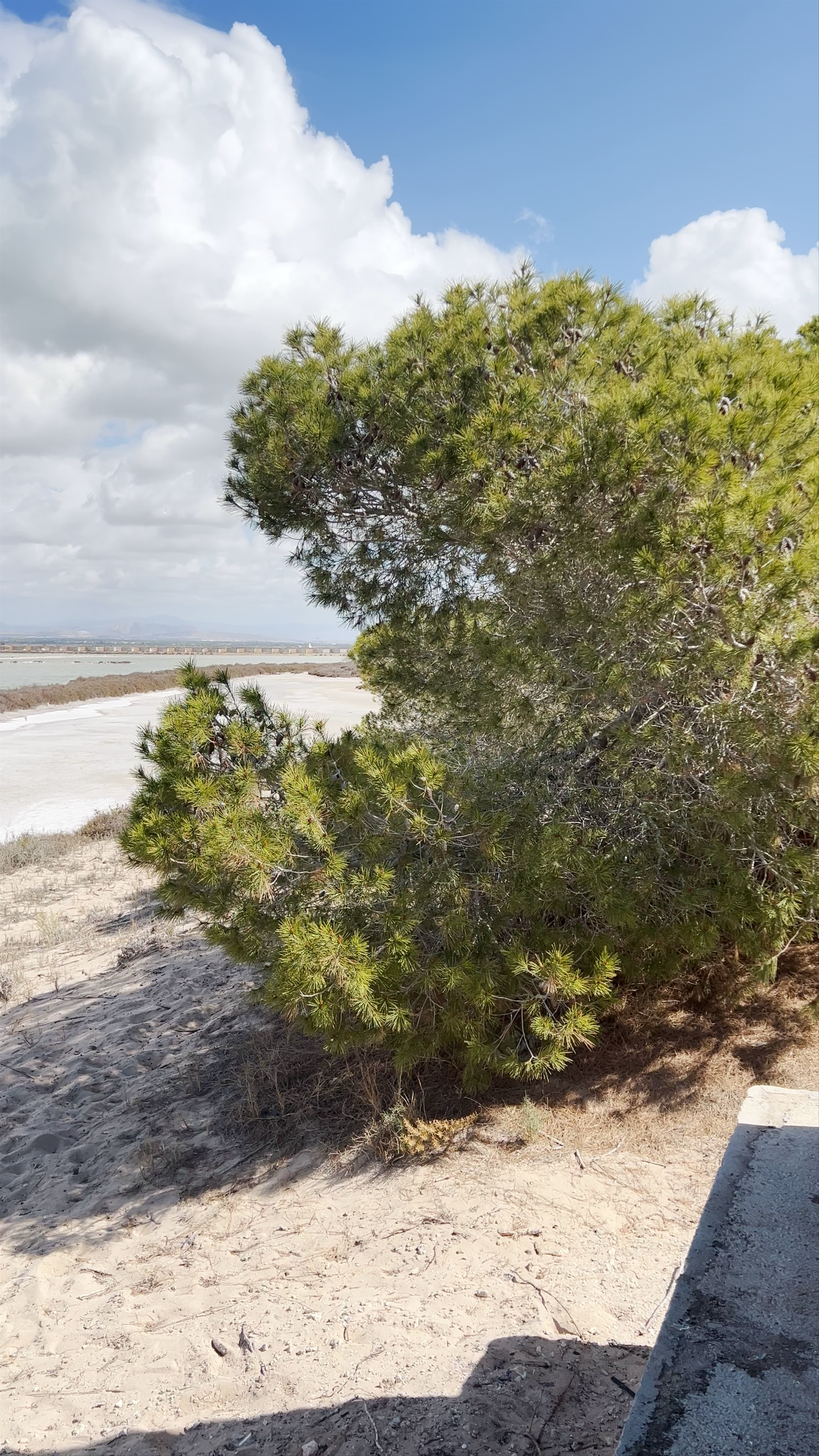Parque natural de ses Salines