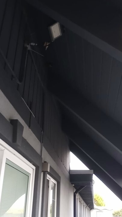 Wanderlust Inn - Video I sent after staff told me there are no birds because there isn't a nest. All I asked was for a suggestion of a deterrent. - Hotels Near Me - Ocean Shores, Washington