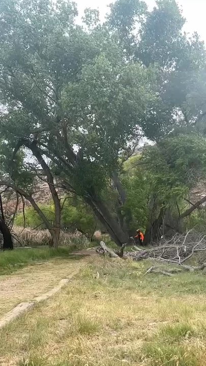 Arborist Standards Tree Care - Arborist Felling hazardous trees for Tuzigoot national Monument - Tree Services Near Me - Sedona, Arizona
