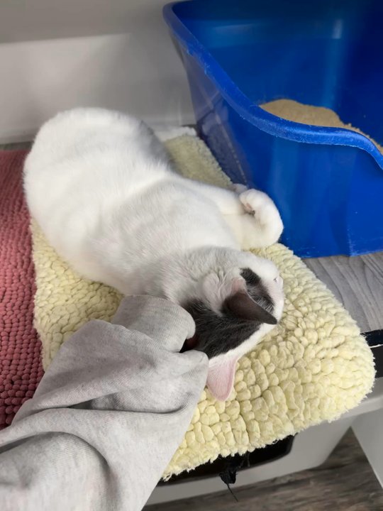 Tail Town - Pet Adoption Near Me - Pasadena, California