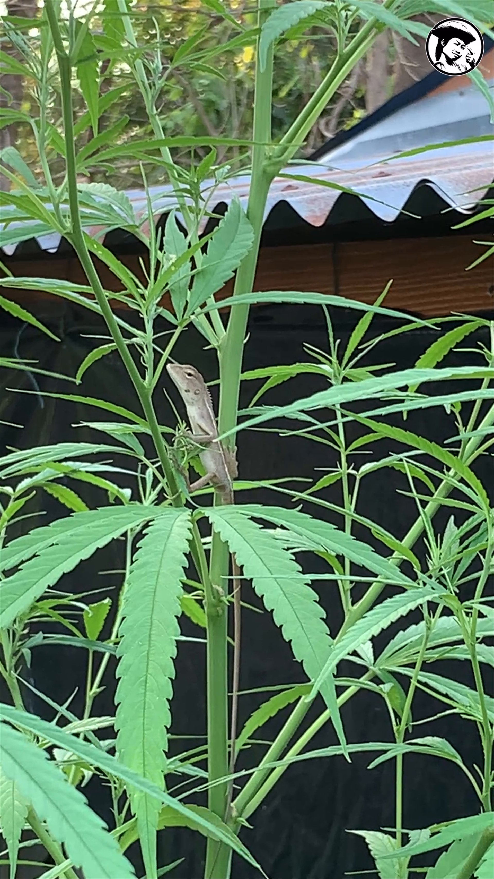 Tigertail 2025