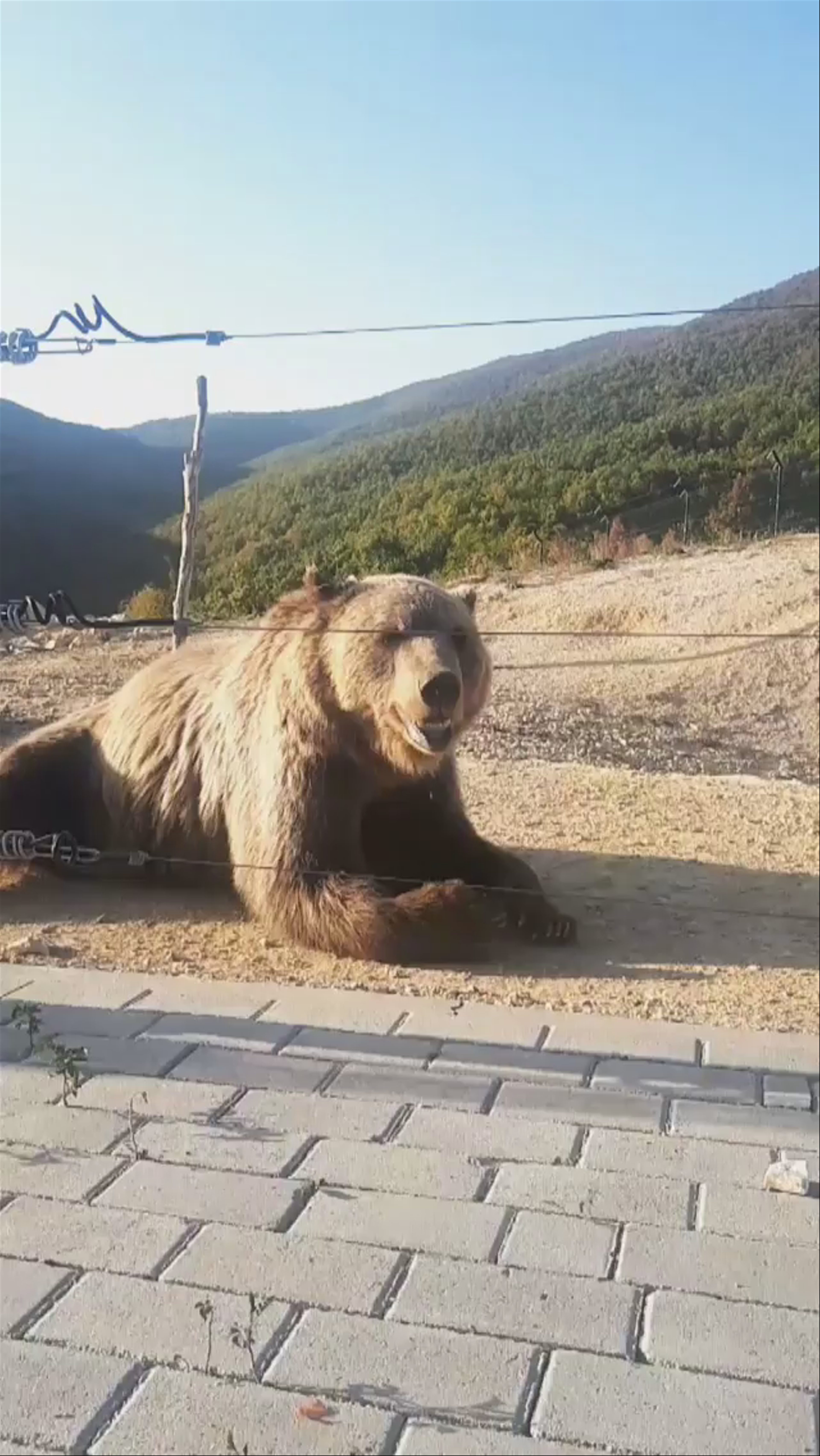 BEAR SANCTUARY Prishtina