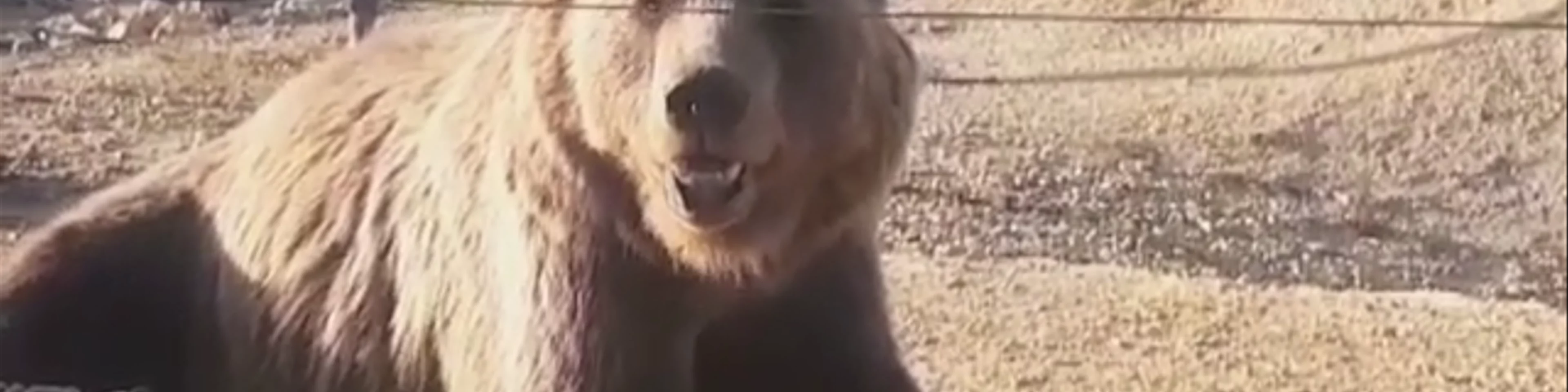 BEAR SANCTUARY Prishtina