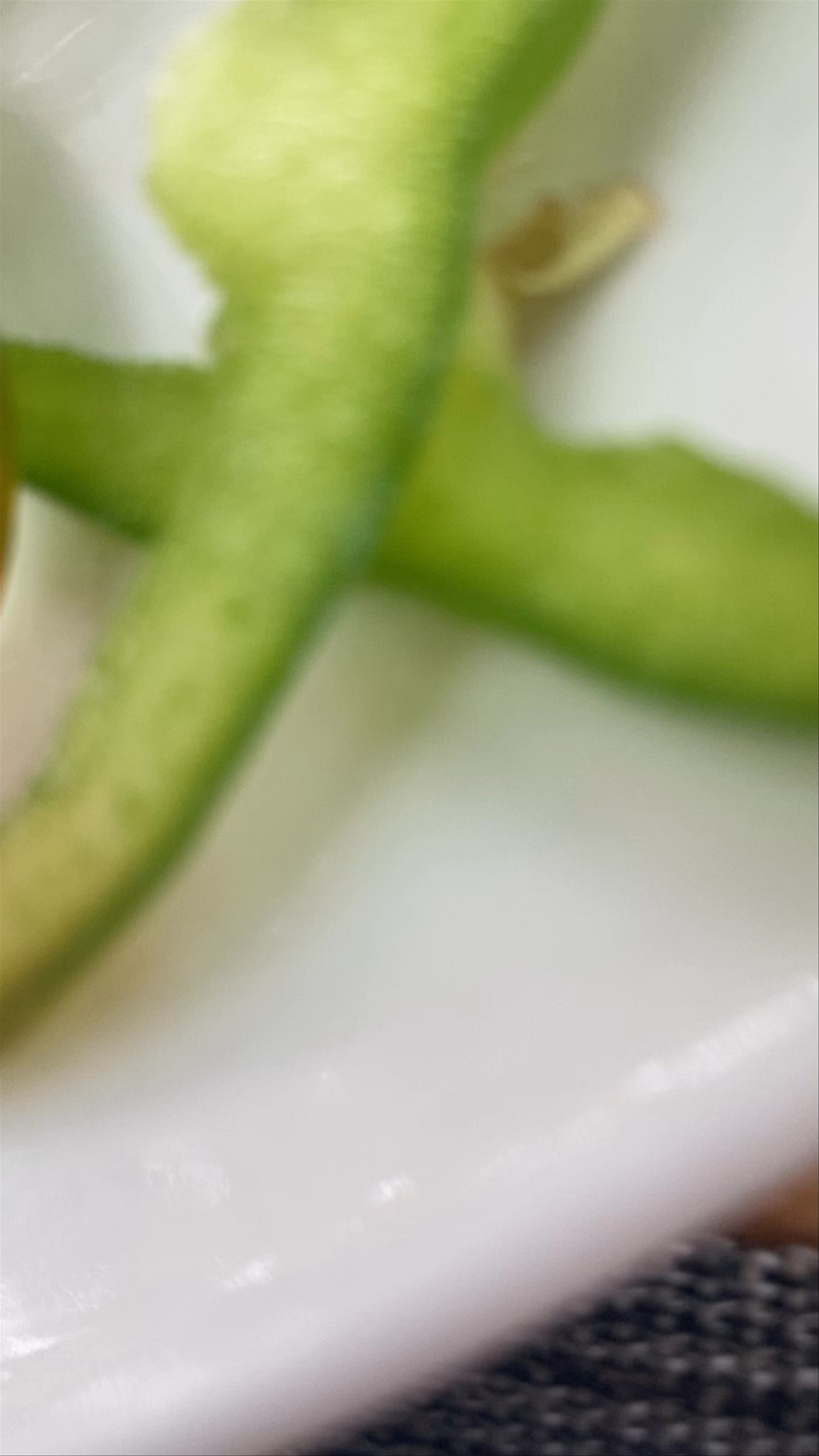 Restaurante Pizzeria Cahuita