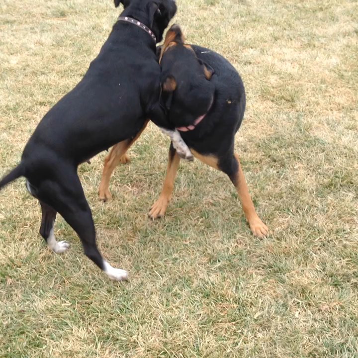Kiwanis Dog Park - My Lucy met another Lucy and had great playtime together! - Dog Parks Near Me - Holbrook, Arizona